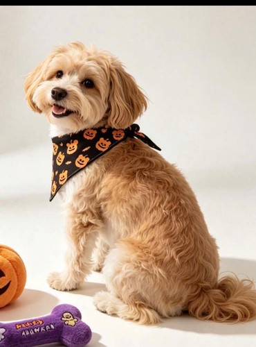 Cat dog halloween - dog, bear