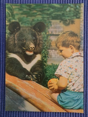 Vintage postcard bear collar - postcard,