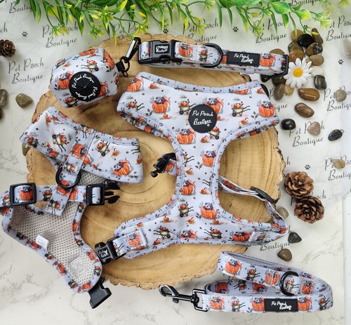 Little pumpkin bear cub - little,