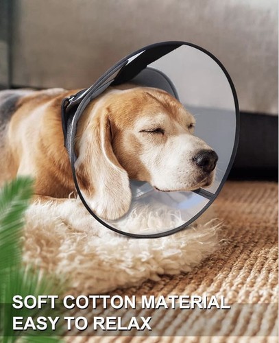 Romantic bear small dog cone - romantic,